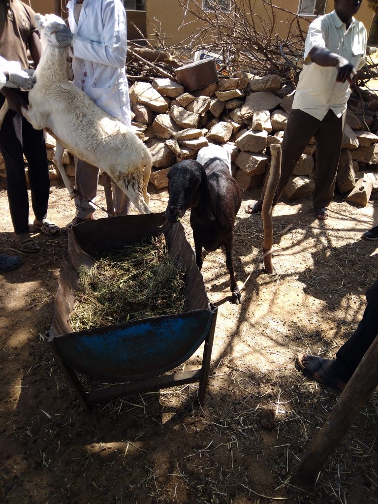 PPR disease sample collection